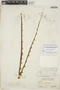 Furcraea tuberosa (Mill.) W. T. Aiton, BAHAMAS, N. L. Britton 5898, F