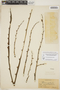 Furcraea tuberosa (Mill.) W. T. Aiton, HAITI, W. J. Eyerdam 156, F