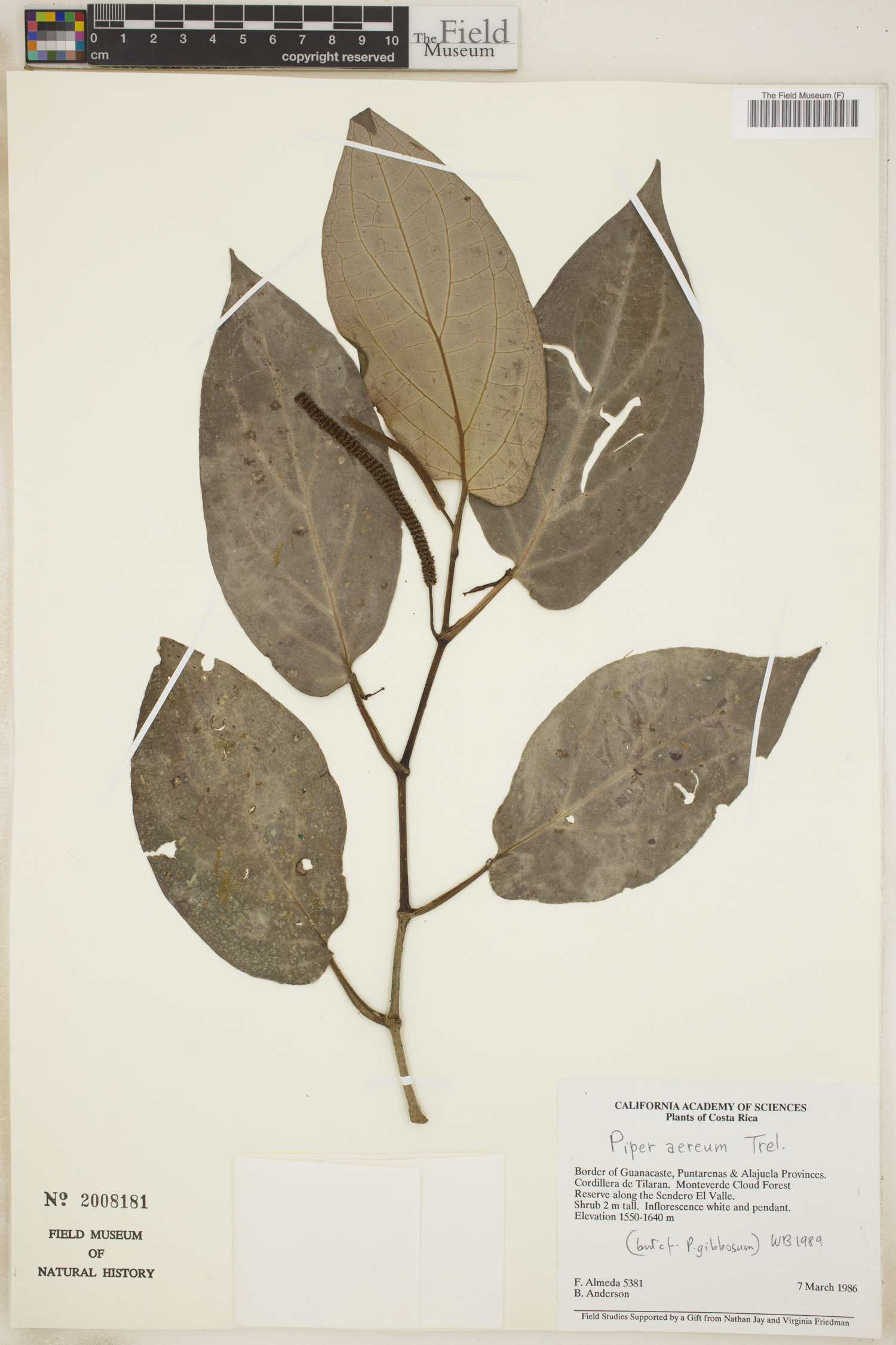Piper aereum image