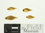 57921_lat_FMNH_FZ