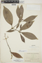 Psychotria cf. carthagenensis Jacq., Ecuador, M. Acosta Solis 12877, F