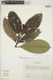 Palicourea crassifolia (Standl.) C. M. Taylor, Colombia, M. Monsalve B. 565, F