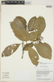 Palicourea racemosa (Aubl.) G. Nicholson, Guyana, B. Hoffman 3780 b, F