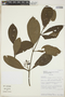Palicourea racemosa (Aubl.) G. Nicholson, Bolivia, I. G. Vargas C. 553, F