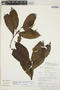 Joosia sericea (Standl.) C. M. Taylor, Peru, R. B. Foster 10590, F
