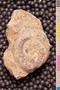 PP 21102 an