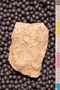 PP 21104 a1n
