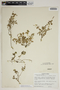 Acalypha monostachya Cav., U.S.A., A. Traverse 1141, F