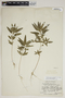 Acalypha monococca image