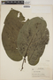 Piper auritum Kunth, EL SALVADOR, P. C. Standley 3592, F