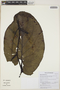 Piper auritum Kunth, EL SALVADOR, P. Olmedo Galán 2332, F