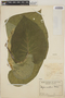 Piper auritum Kunth, COSTA RICA, A. M. Brenes 5096, F