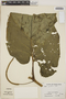 Piper auritum Kunth, COSTA RICA, R. W. Lent 3056, F