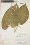 Piper auritum Kunth, COSTA RICA, J. F. Utley 1132, F