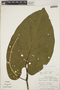 Piper auritum Kunth, COSTA RICA, P. A. Opler 2110, F