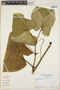 Piper auritum Kunth, PANAMA, N. C. Garwood 2181A, F