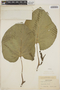 Piper auritum Kunth, PANAMA, V. C. Dunlap 403, F