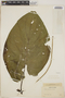 Piper auritum Kunth, PANAMA, C. E. Moore 34, F