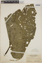 Piper auritum Kunth, PANAMA, G. Proctor Cooper 408, F
