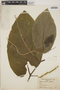 Piper auritum Kunth, PANAMA, R. H. Woodworth 652, F