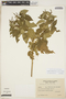 Acalypha communis Müll. Arg. subsp. communis, ARGENTINA, O. H. Ahumada 2377, F