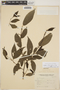 Acalypha diversifolia Jacq., ARGENTINA, J. Steinbach 6078, F