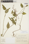 Acalypha gracilis Spreng., ARGENTINA, S. G. Tressens 5087, F