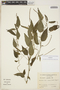 Acalypha gracilis Spreng., ARGENTINA, F. O. Zuloaga 2182, F