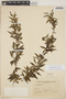 Acalypha lycioides Pax & K. Hoffm., ARGENTINA, D. Abbiatti 220, F