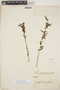 Acalypha lycioides Pax & K. Hoffm., ARGENTINA, S. Venturi 9202, F