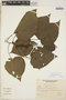 Acalypha plicata Müll. Arg., ARGENTINA, A. Brown 1817, F