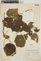 Acalypha plicata Müll. Arg., ARGENTINA, Schreiter 11009, F