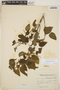 Acalypha plicata Müll. Arg., ARGENTINA, T. Meyer 17331, F