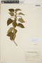 Acalypha plicata Müll. Arg., ARGENTINA, T. Meyer 17331, F