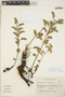 Acalypha variabilis Klotzsch ex Baill., ARGENTINA, A. T. Hunziker 16857, F