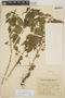 Acalypha variabilis Klotzsch ex Baill., ARGENTINA, A. M. R. Huidobro 3554, F