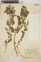 Acalypha variabilis Klotzsch ex Baill., ARGENTINA, A. M. R. Huidobro 3305, F