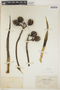 Agave cantala (Haw.) Roxb. ex Salm-Dyck, China, C. O. Levine 482, F