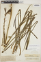 Agave polianthes Thiede & Eggli, Philippines, E. D. Merrill 1038, F