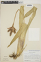 Aechmea tillandsioides image