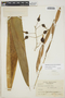 Billbergia viridiflora image