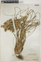 Tillandsia balbisiana Schult. & Schult. f., BAHAMAS, P. Wilson 7701, F