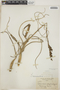 Tillandsia balbisiana Schult. & Schult. f., BAHAMAS, L. J. K. Brace 5317, F
