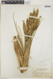 Tillandsia fasciculata Sw., BAHAMAS, L. J. K. Brace 4704, F