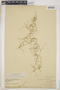Tillandsia usneoides (L.) L., BAHAMAS, L. J. K. Brace 459, F