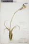 Tillandsia utriculata L., BAHAMAS, N. L. Britton 5566, F