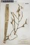 Tillandsia utriculata L., BAHAMAS, L. J. K. Brace 4338, F