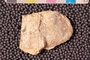 PP 22099 an