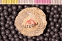PP 23255 a1n