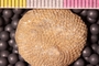 PP 23255 acu
